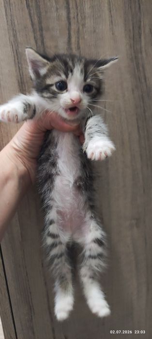 Котята бесплатно