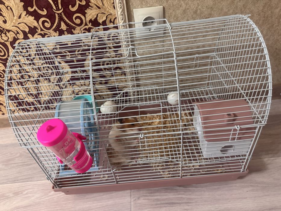 Продам сирийского хомячка