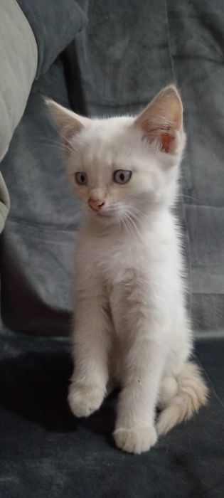 Ласковый котик, ждёт добрые ручки.