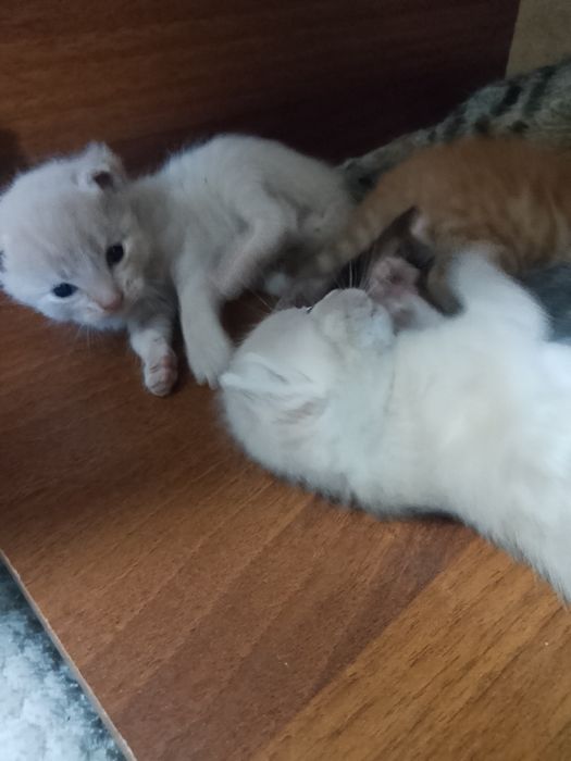 Продам кошки срочно