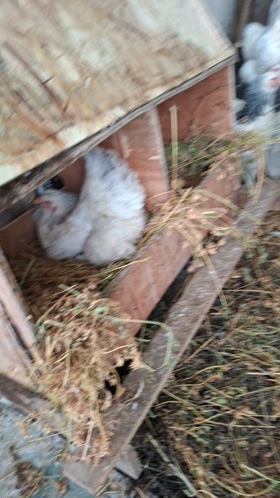 Vând ouă găini brahma australop motate incaltate si găini  pitici 10le