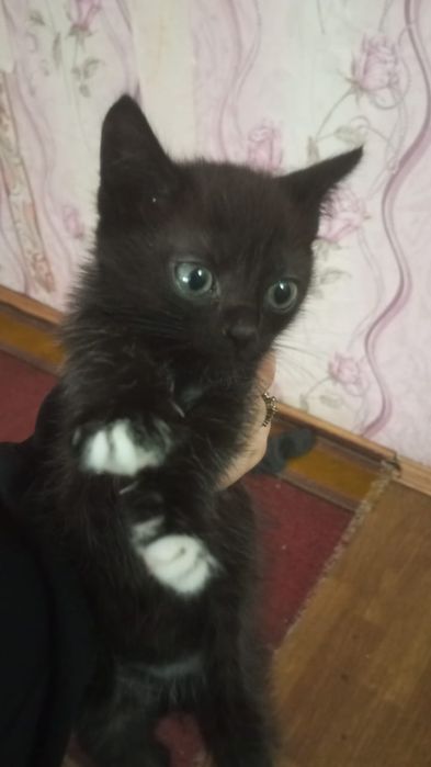 Отдам даром  котенка