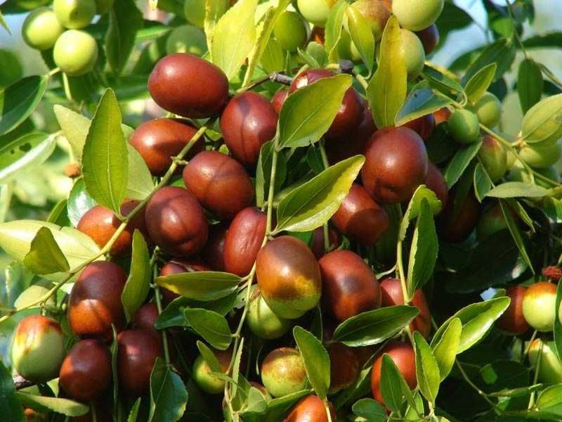 Продавам фиданки и плод хинап