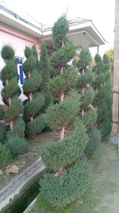 Mevali va manzarali ko'chatlar