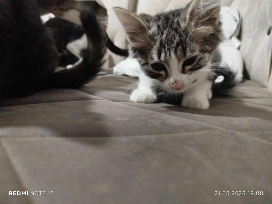 Срочно ищем хорошие руки.