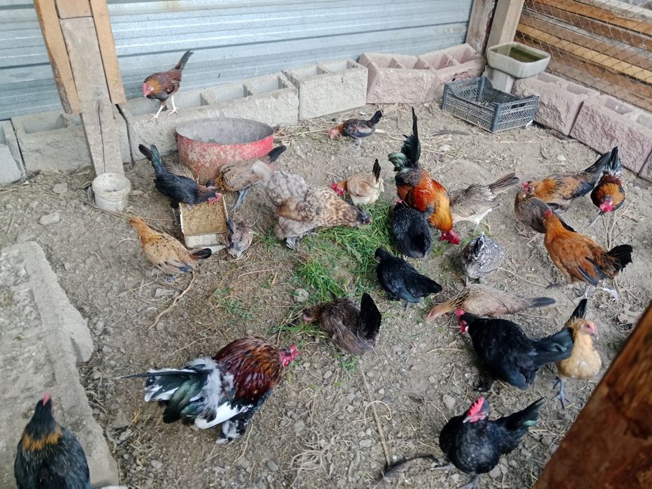 Продам декоративных куриц