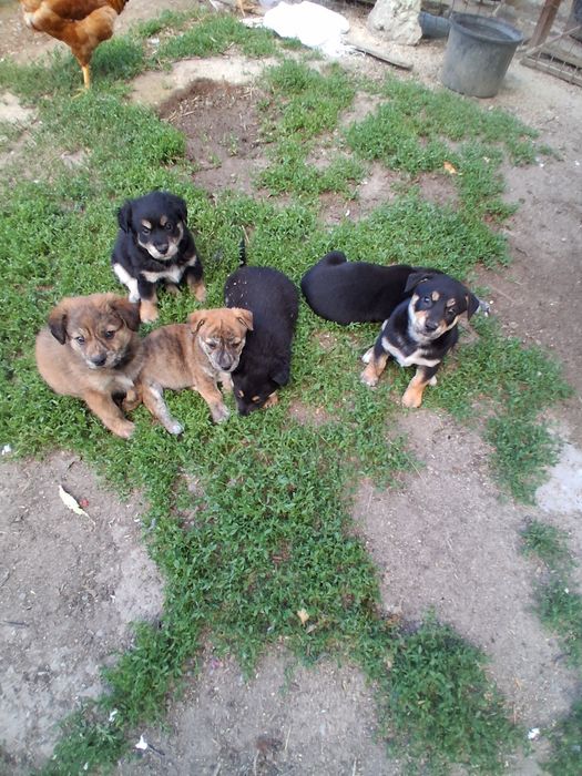 Donez catelusi talie mică