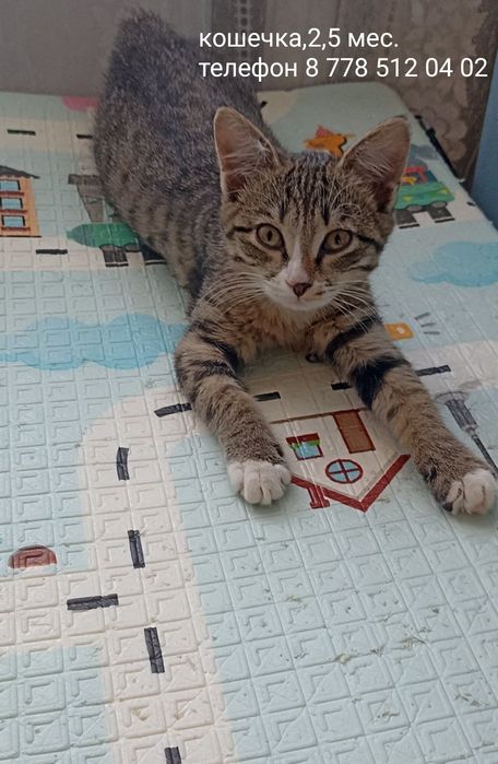 Котенок,девочка,2,5мес.в заботливые руки