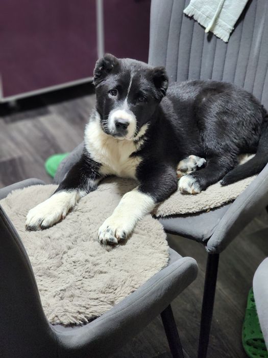 Продам щенка алабая