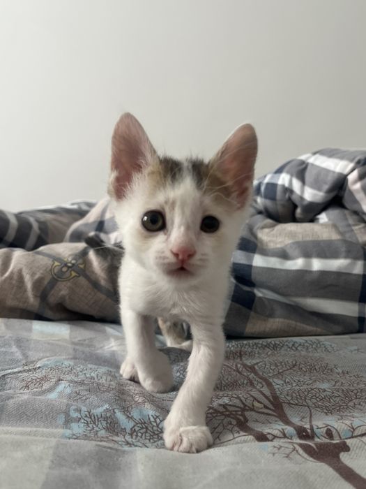 Котенок мальчик в добрейшие руки