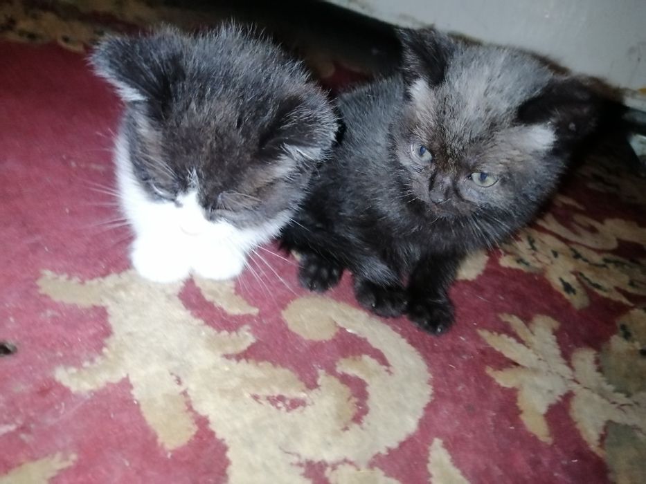 Бесплатно.Жақсы адамдардың қолына беремін