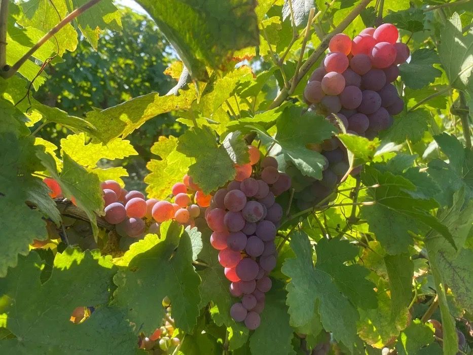 Struguri de vin cu soiuri deosebite din Podgoria Huși
