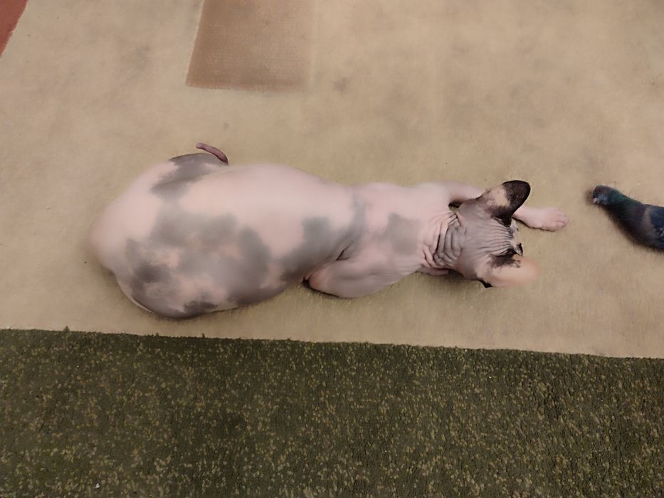 Сфинкс канадский, девочка 1г2м, стерелизована