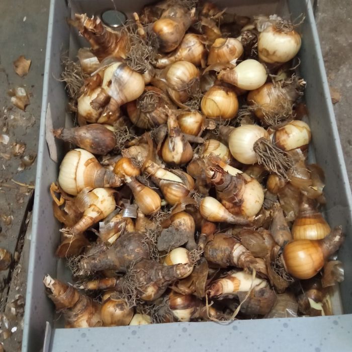 Нарцисс  луковицы