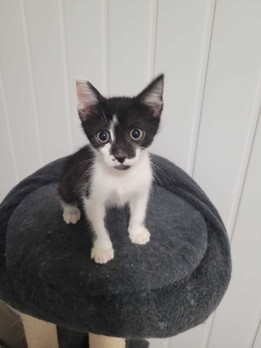 Adoptie RESPONSABILA motanel metis SCOTTISH