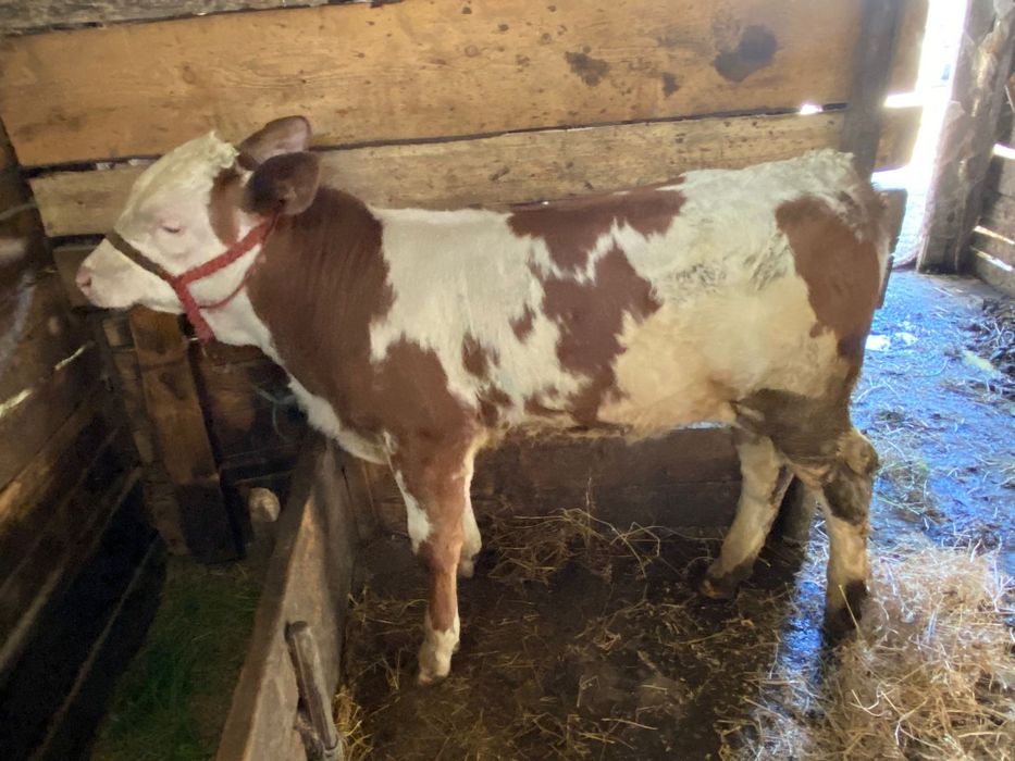 Vând vițel bălțat!