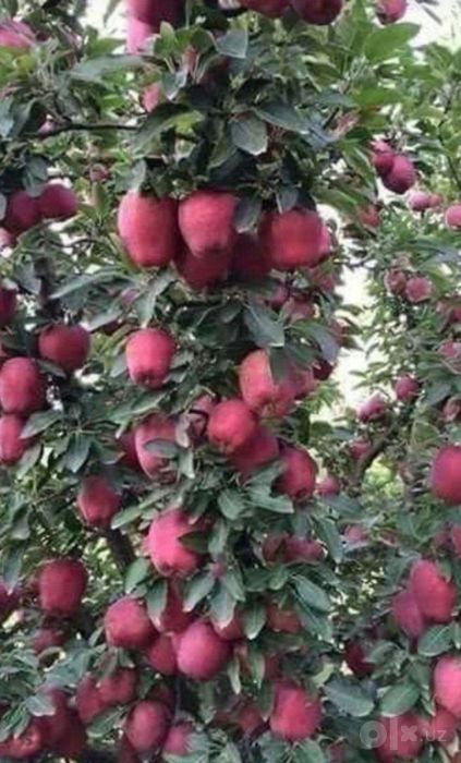 Kuchatlar meva agro