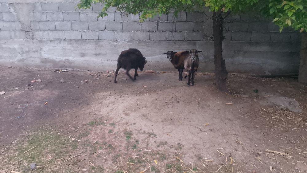 Schimb oi de Camerun