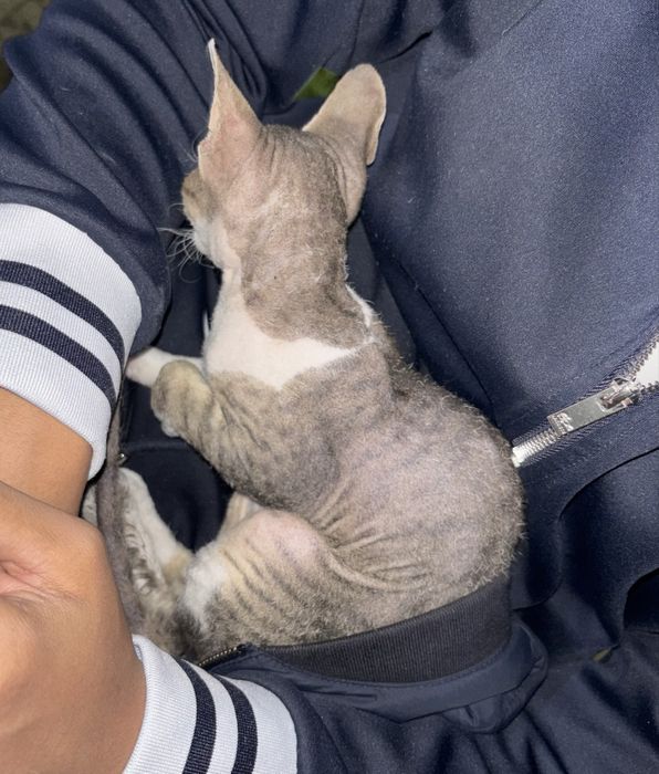 Кот девон рекс срочна