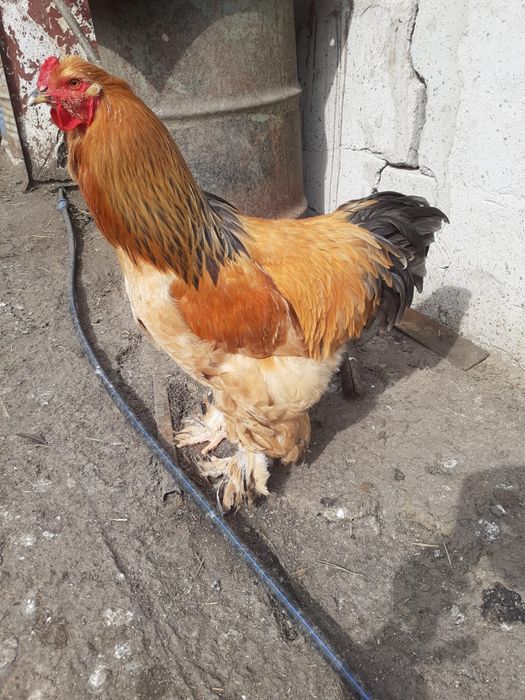 Cocoși brahma de vânzare