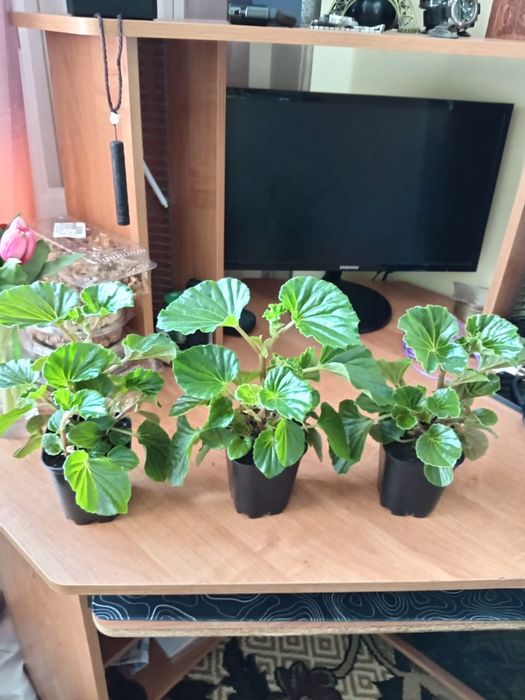 Комнатные цветущие растения