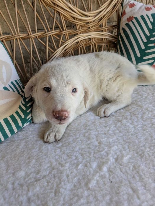 Dam spre adopție 6 cățeluși de talie medie-mare