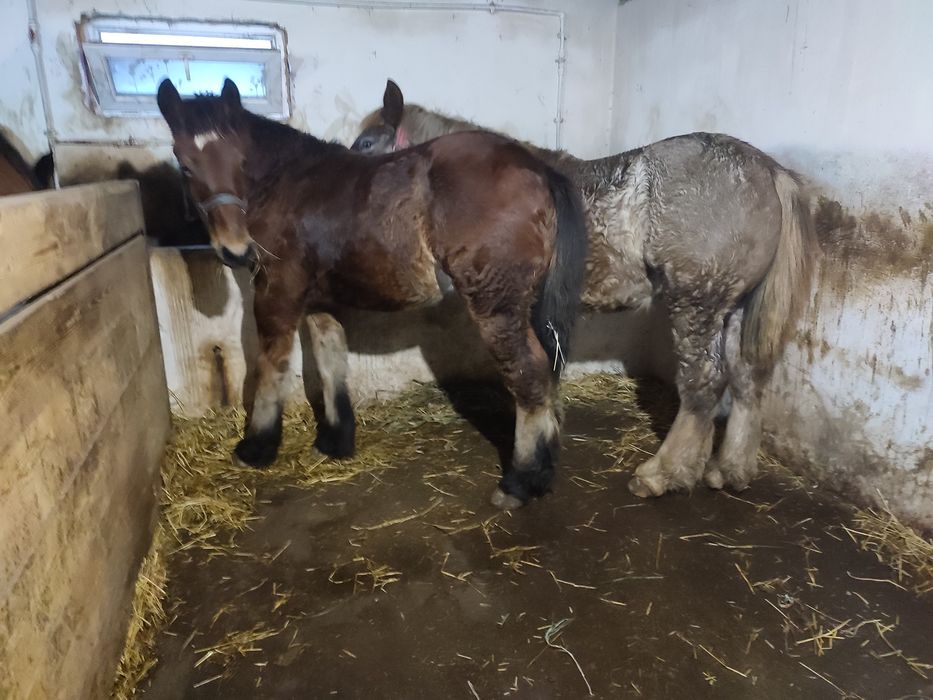 vand mânji frumoși