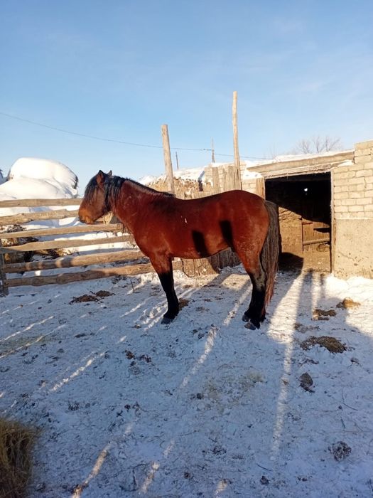 Айгыр сатылады 6 жасар