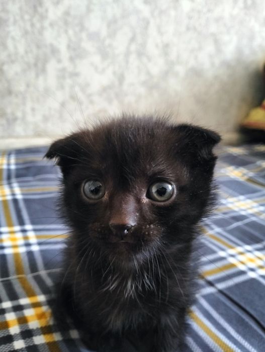 Отдам британских котят бесплатно