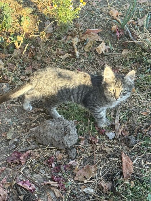 Отдам в добрые руки кошек