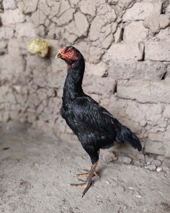 Sotiladi dakan tovuq