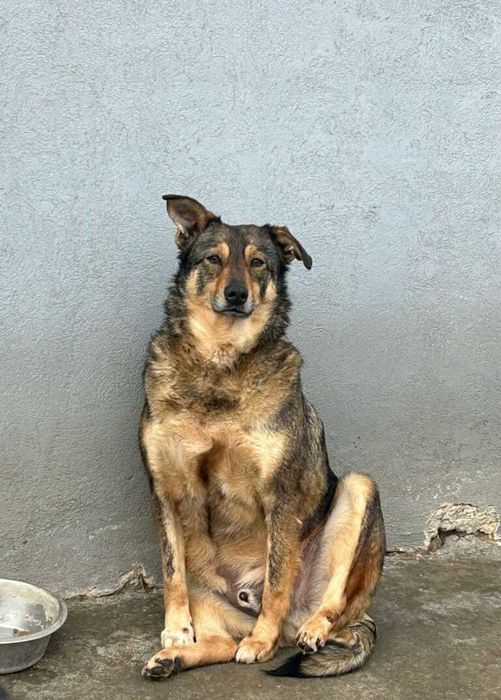 Adopta un caine - un sufletel are nevoie de stapan!