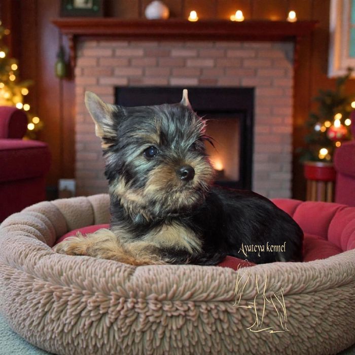 Йоркширски териер-момче