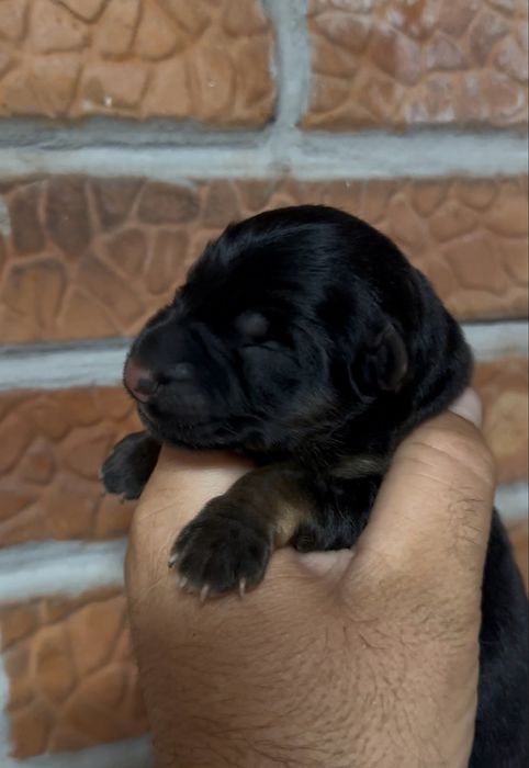 Mascul ciobanesc german cu pedigree TOP