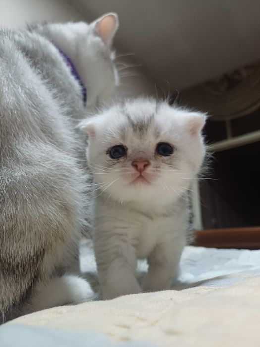 Seribristaya shinshila Folf Toza qonli Koʻzlari koʻk.