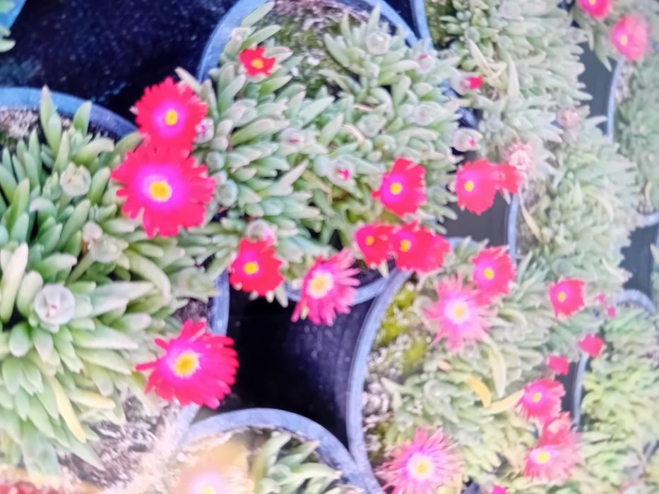 Делосперма        разсад