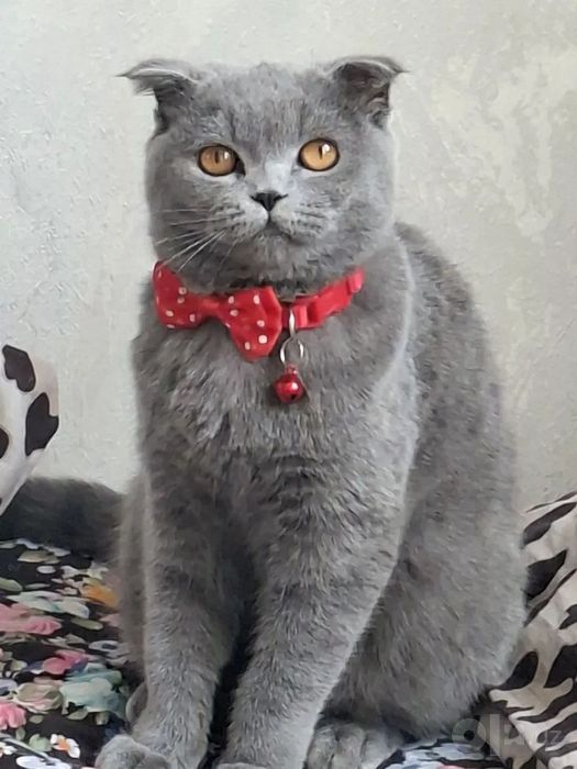 Серинкие британки. Перевозной