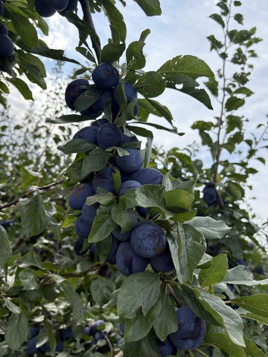 Prune Stanley pentru tuica si consum