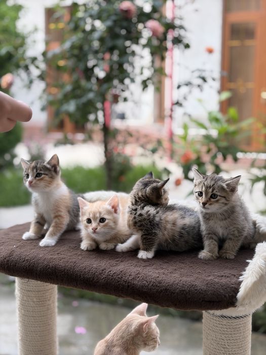 Котенок.