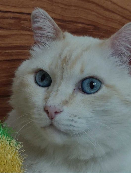 Красивый котик ищет дом