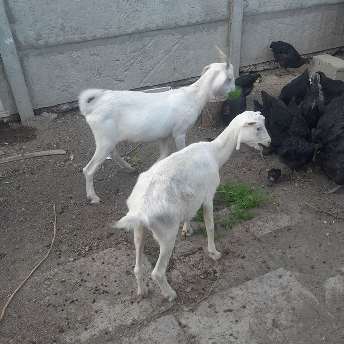 Продам зааненский, нубиский коз