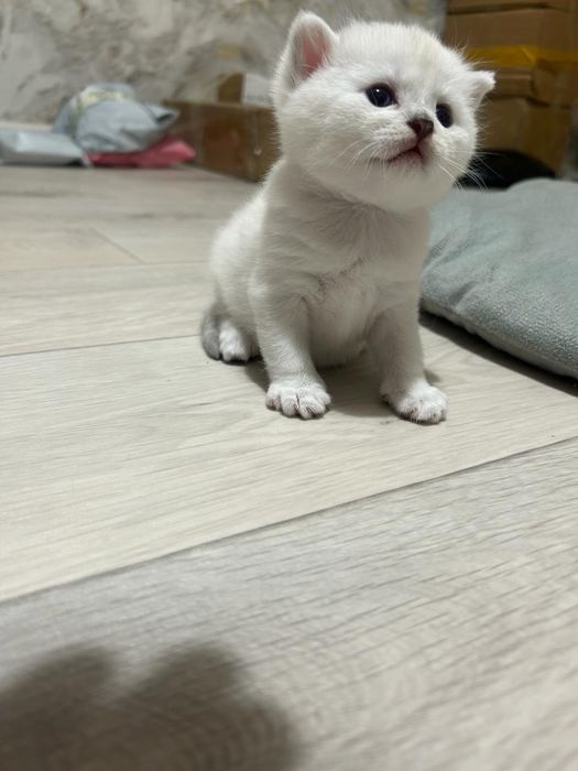 Дарю кота шиншила