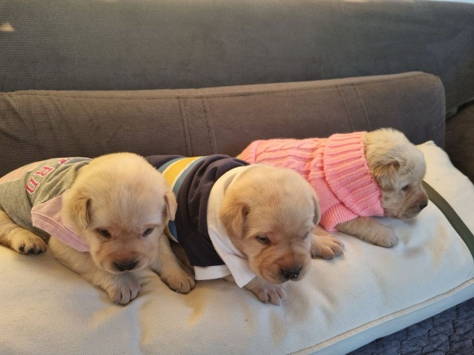 Лабрадор / Лабрадори