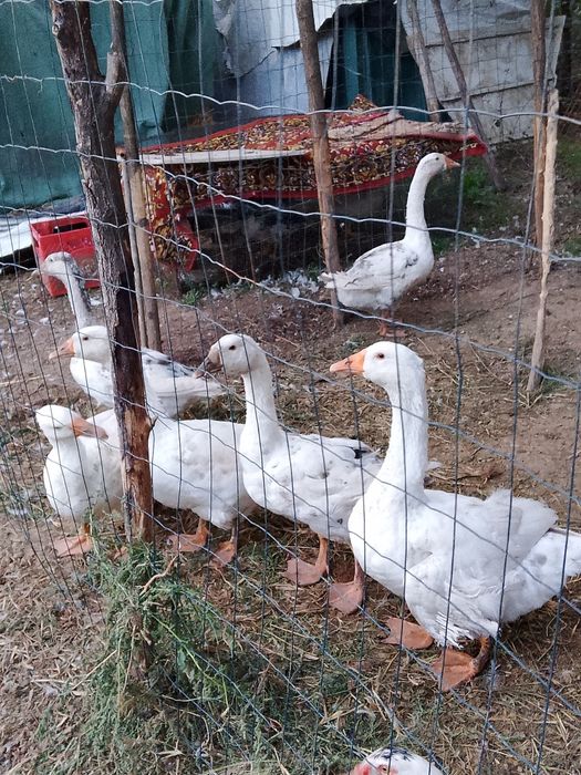 Vand gaste din 2025 august.