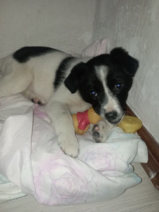 Щенок в добрые руки