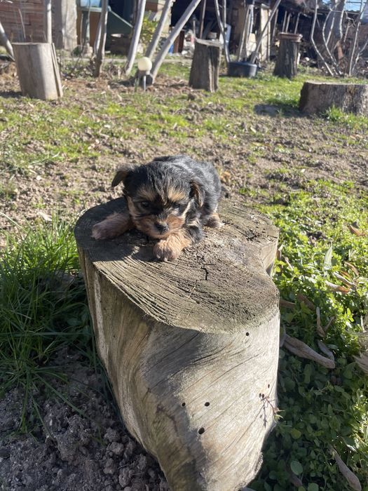 Йоркширски териери