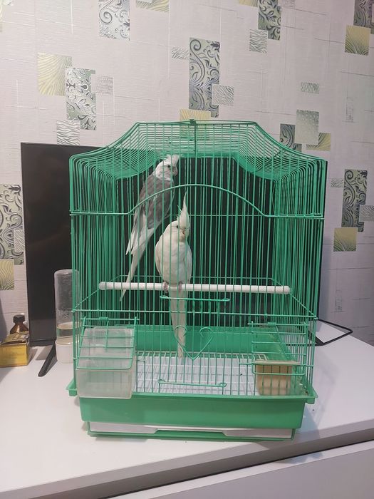 Корела пара клетка корм