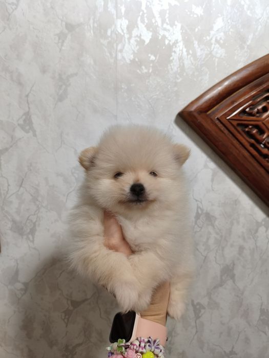 Продам щенков породы шпиц