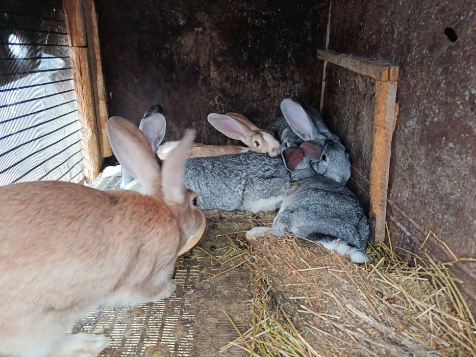 Продаю. Кроликов