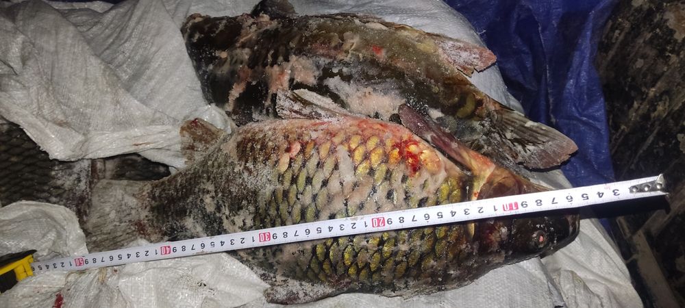 Продам свежего  карпа